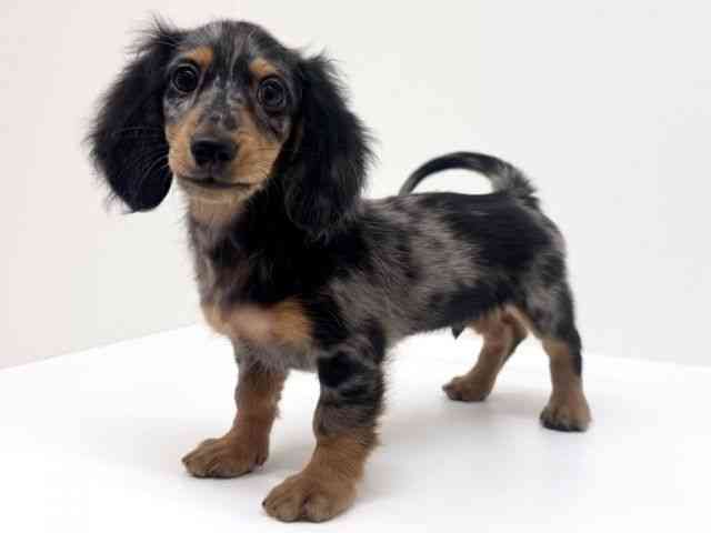 兵庫県のミニチュアダックスフンド(ロング) (ひごペットフレンドリーブルメールHAT神戸店/2025年8月1日生まれ/男の子/シルバーダップル)の子犬の2枚目の画像