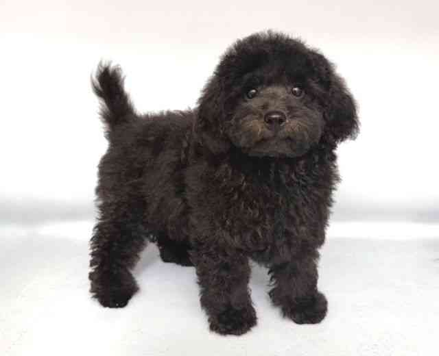 大阪府のトイプードル(トイ) (ひごペットフレンドリー岸和田店/2025年8月4日生まれ/男の子/ブラック)の子犬の2枚目の画像