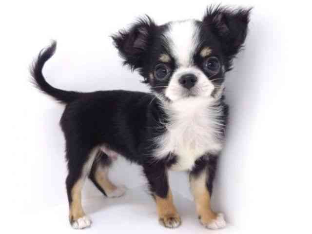 大阪府のチワワ(ロング) (ひごペットフレンドリーいこらもーる泉佐野店/2025年8月5日生まれ/男の子/ブラックタンホワイト)の子犬の2枚目の画像