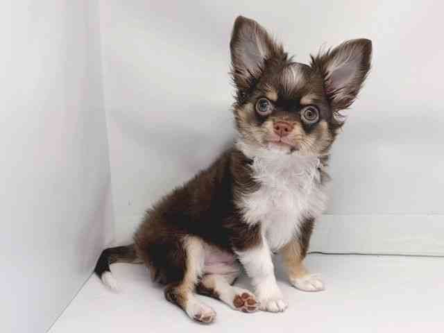 京都府のチワワ(ロング) (ひごペットフレンドリー洛北阪急スクエア店/2025年8月4日生まれ/男の子/チョコレートタンホワイト)の子犬の2枚目の画像