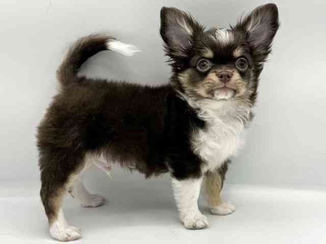 大阪府のチワワ(ロング) (ひごペットフレンドリーららぽーとEXPOCITY店/2025年8月4日生まれ/男の子/チョコレートタンホワイト)の子犬の2枚目の画像