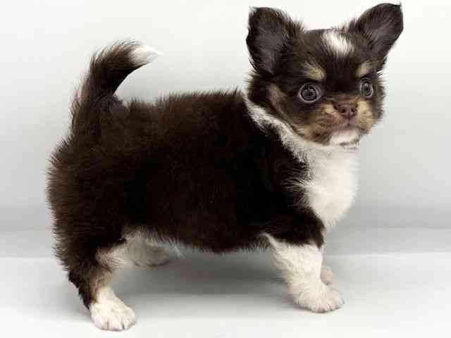 大阪府のチワワ(ロング) (ひごペットフレンドリーららぽーとEXPOCITY店/2025年8月4日生まれ/男の子/チョコレートタンホワイト)の子犬の2枚目の画像