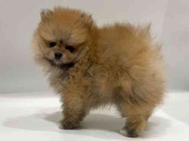 愛知県のポメラニアン (ひごペットフレンドリーヴィアモール アピタ江南西店/2025年8月3日生まれ/男の子/オレンジ)の子犬の2枚目の画像