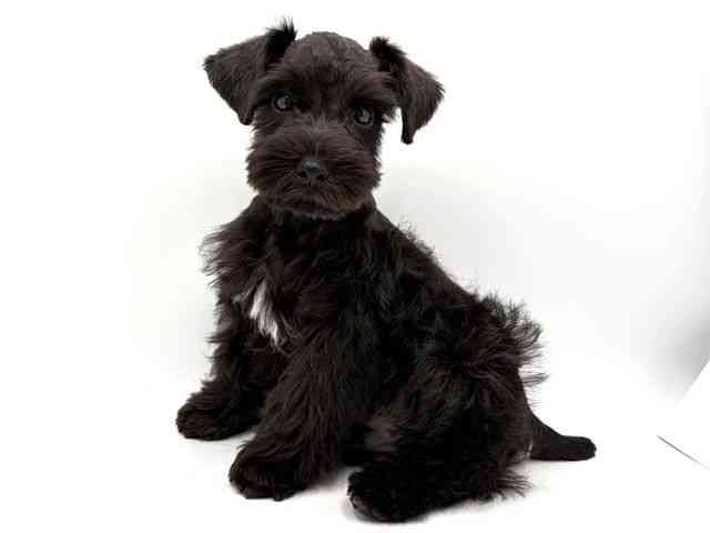 奈良県のミニチュアシュナウザー (ひごペットフレンドリー田原本店/2025年8月2日生まれ/男の子/ブラックホワイト)の子犬の2枚目の画像