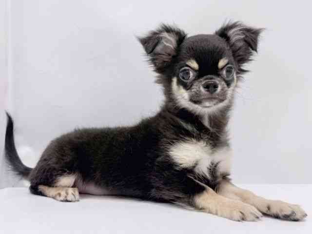 大阪府のチワワ(ロング) (ひごペットフレンドリーイズミヤショッピングセンター千里丘店/2025年8月5日生まれ/男の子/ブラックタンホワイト)の子犬の2枚目の画像