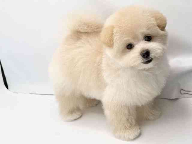大阪府のポメプー(ポメラニアン×プードル) (ひごペットフレンドリーみのおキューズモール店/2025年8月2日生まれ/男の子/アプリコット)の子犬の2枚目の画像
