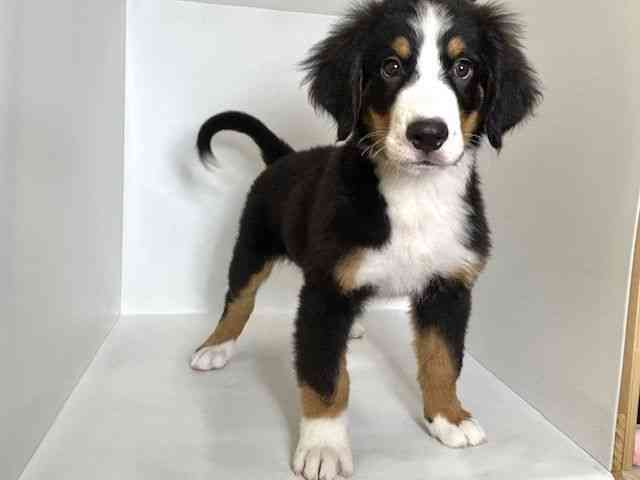 大阪府のバーニーズマウンテンドッグ (ひごペットフレンドリーアクロスプラザ住之江店/2025年8月2日生まれ/男の子/ブラックラストホワイト)の子犬の2枚目の画像