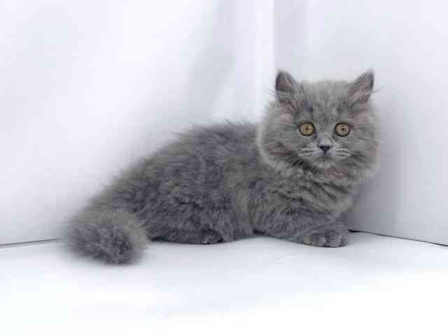 兵庫県のブリティッシュロングヘアー (ひごペットフレンドリーイオンタウン加古川店/2025年8月3日生まれ/女の子/ブルー)の子猫の2枚目の画像