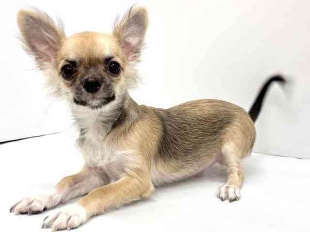 大阪府のチワワ(ロング) (ひごペットフレンドリーイオンタウン茨木太田店/2025年7月31日生まれ/男の子/フォーン)の子犬の2枚目の画像