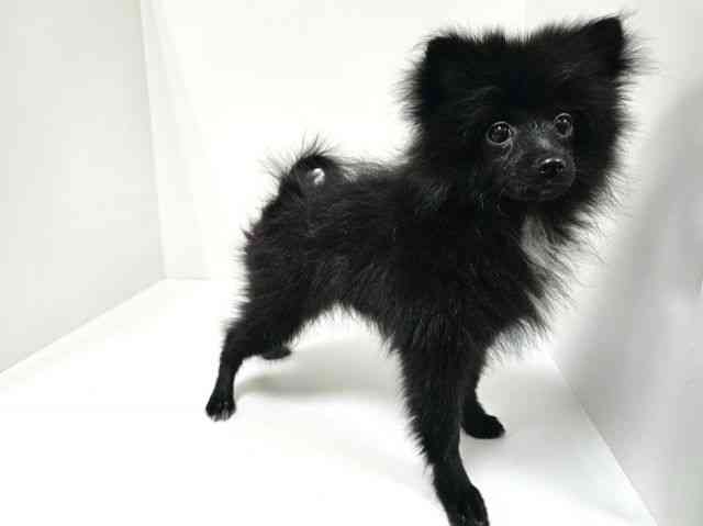 愛知県のポメラニアン (ひごペットフレンドリーヴィアモール アピタ江南西店/2025年8月4日生まれ/男の子/ブラックホワイト)の子犬の2枚目の画像