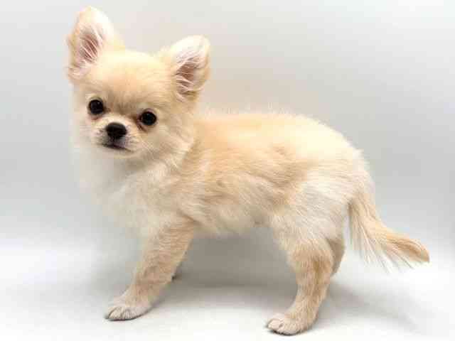 奈良県のチワワ(ロング) (ひごペットフレンドリー田原本店/2025年8月6日生まれ/男の子/クリーム)の子犬の2枚目の画像