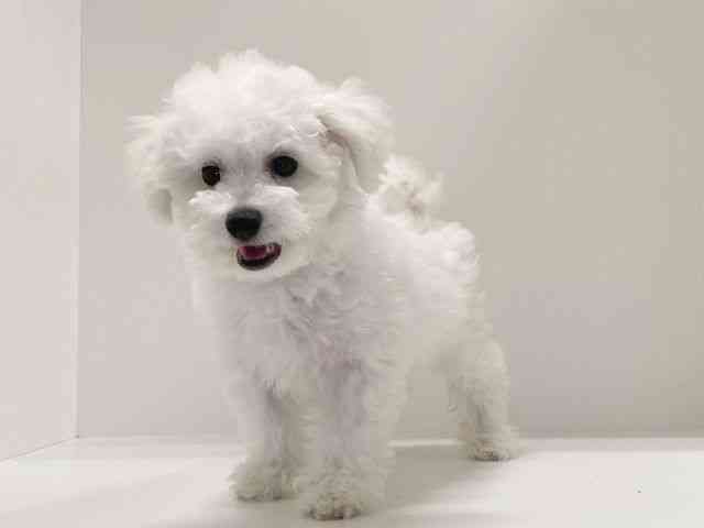 兵庫県のビションフリーゼ (ひごペットフレンドリーイトーヨーカドー明石店/2025年8月6日生まれ/男の子/ホワイト)の子犬の2枚目の画像