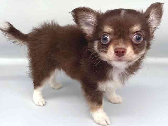 大阪府のチワワ(ロング) (ひごペットフレンドリー岸和田店/2025年8月6日生まれ/男の子/チョコレートタンホワイト)の子犬の2枚目の画像