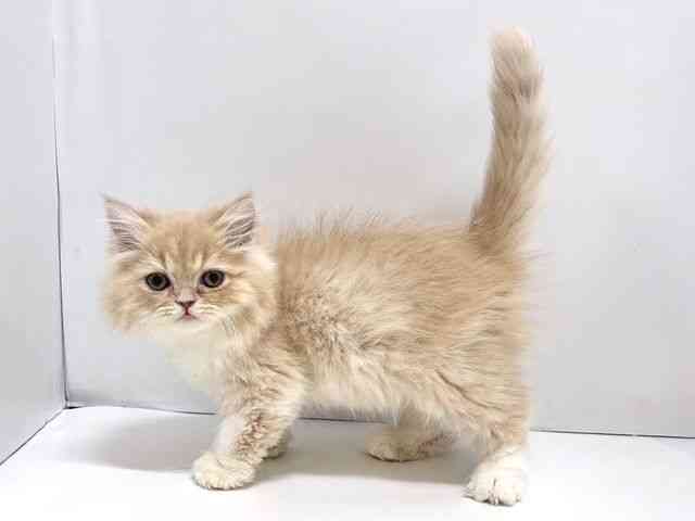 奈良県のエキゾチック (ひごペットフレンドリー奈良パワーシティ店/2025年8月5日生まれ/男の子/クリームタビーホワイト)の子猫の2枚目の画像