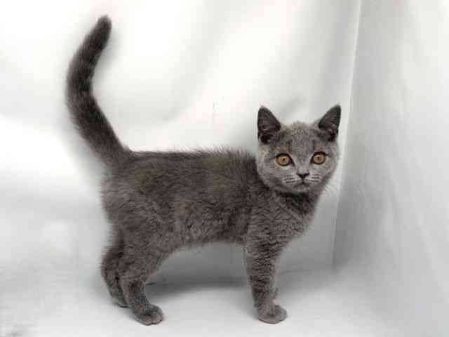 京都府のブリティッシュショートヘアー (ひごペットフレンドリー洛北阪急スクエア店/2025年8月2日生まれ/男の子/ブルー)の子猫の2枚目の画像