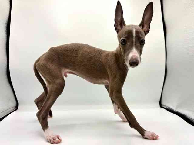 愛知県のイタリアングレーハウンド (ひごペットフレンドリープライムツリー赤池店/2025年8月4日生まれ/男の子/ブルーホワイト)の子犬の2枚目の画像