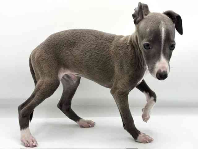 大阪府のイタリアングレーハウンド (ひごペットフレンドリーららぽーとEXPOCITY店/2025年8月4日生まれ/男の子/ブルーホワイト)の子犬の2枚目の画像