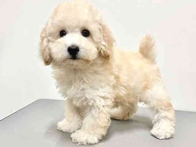 大阪府のトイプードル(トイ) (ひごペットフレンドリーイトーヨーカドー津久野店/2025年8月10日生まれ/男の子/クリーム)の子犬の2枚目の画像