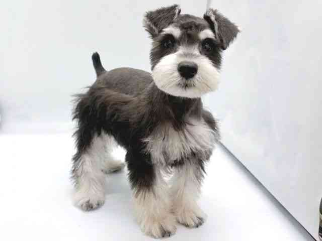 京都府のミニチュアシュナウザー (ひごペットフレンドリー京都店/2025年8月10日生まれ/女の子/ブラックシルバー)の子犬の2枚目の画像