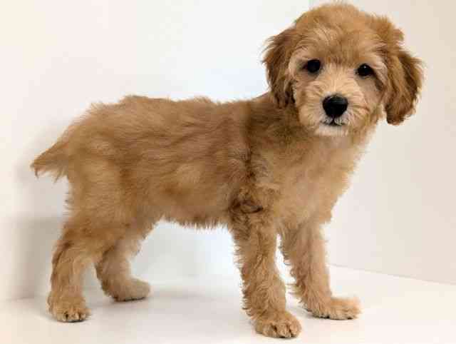 福岡県のトイプードル(トイ) (ひごペットフレンドリーリバーウォーク北九州店/2025年8月10日生まれ/女の子/レッド)の子犬の2枚目の画像