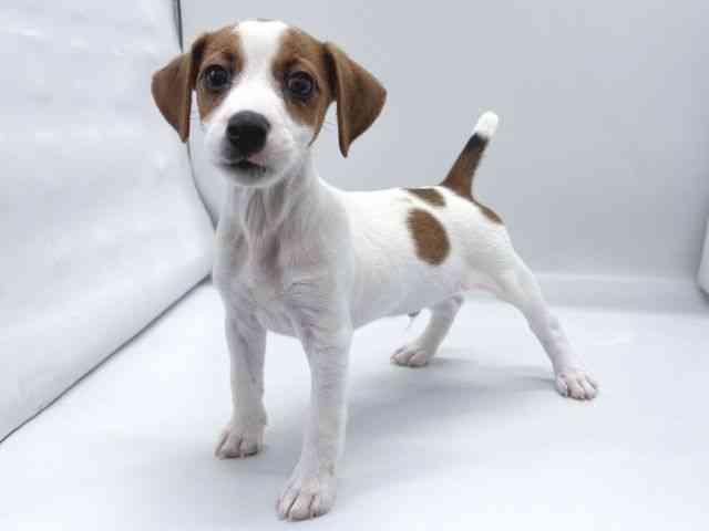 京都府のジャックラッセルテリア (ひごペットフレンドリー京都店/2025年8月10日生まれ/男の子/ホワイトタン)の子犬の2枚目の画像