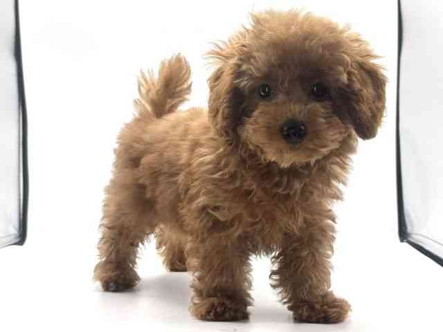 愛知県のトイプードル(トイ) (ひごペットフレンドリープライムツリー赤池店/2025年8月9日生まれ/男の子/レッド)の子犬の2枚目の画像