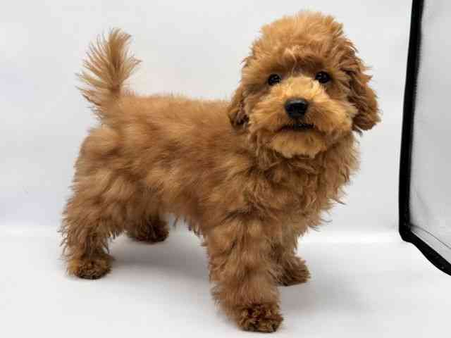 愛知県のトイプードル(トイ) (ひごペットフレンドリープライムツリー赤池店/2025年8月9日生まれ/男の子/レッド)の子犬の2枚目の画像