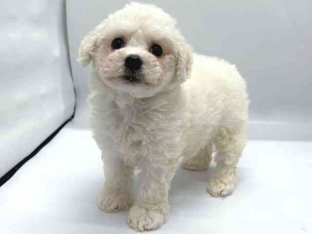 京都府のビションフリーゼ (ひごペットフレンドリー京都店/2025年8月10日生まれ/男の子/ホワイト)の子犬の2枚目の画像