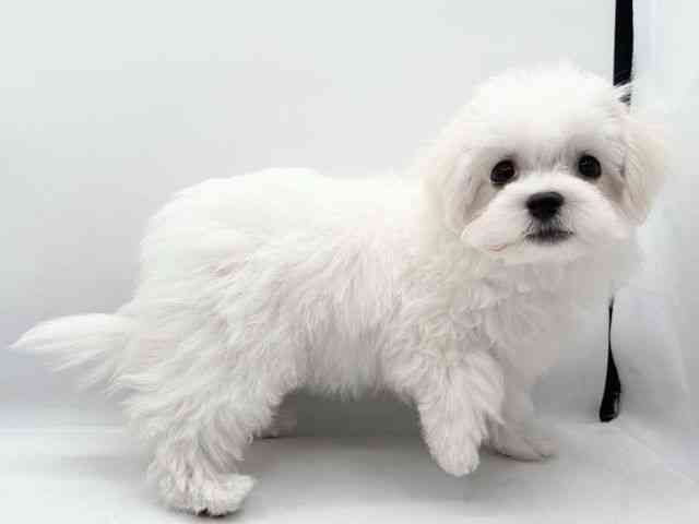 島根県のマルプー(マルチーズ×プードル) (ひごペットフレンドリーイオン松江ショッピングセンター店/2025年8月8日生まれ/女の子/ホワイト)の子犬の2枚目の画像