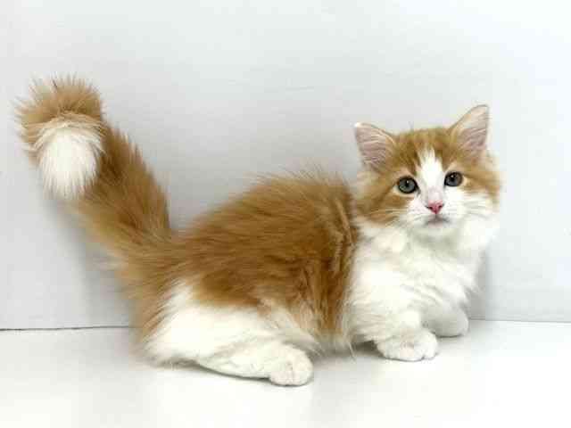 大阪府のミヌエット (ひごペットフレンドリーベルファⅡ都島店/2025年8月9日生まれ/男の子/レッドタビーホワイト)の子猫の2枚目の画像