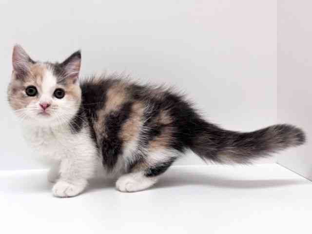 兵庫県のマンチカン (ひごペットフレンドリーブルメールHAT神戸店/2025年8月8日生まれ/女の子/ダイリュートキャリコ)の子猫の2枚目の画像