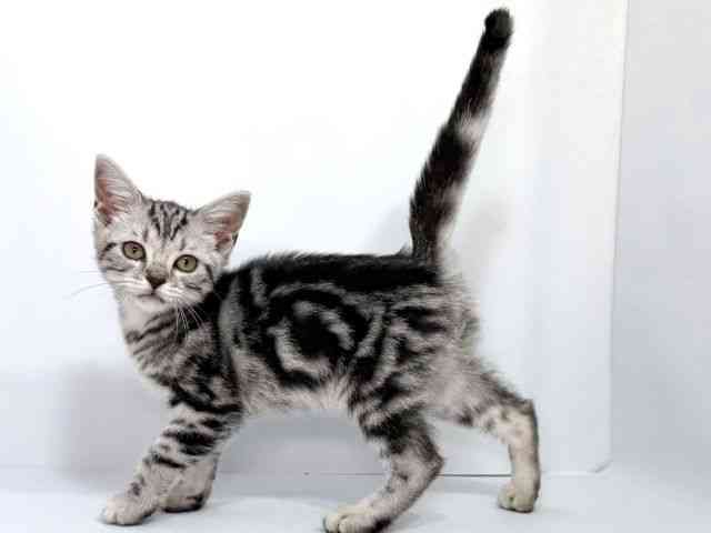 大阪府のアメリカンショートヘアー (ひごペットフレンドリーイオンそよら海老江店/2025年8月10日生まれ/男の子/シルバータビー)の子猫の2枚目の画像