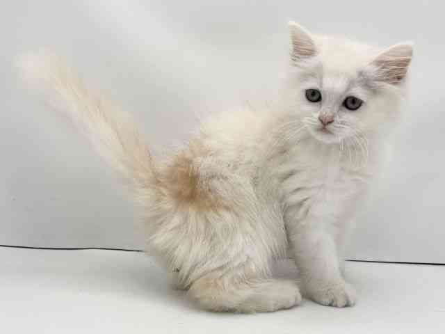 兵庫県のラガマフィン (ひごペットフレンドリークラウンパーク伊丹店/2025年8月10日生まれ/男の子/カメオタビーホワイト)の子猫の2枚目の画像