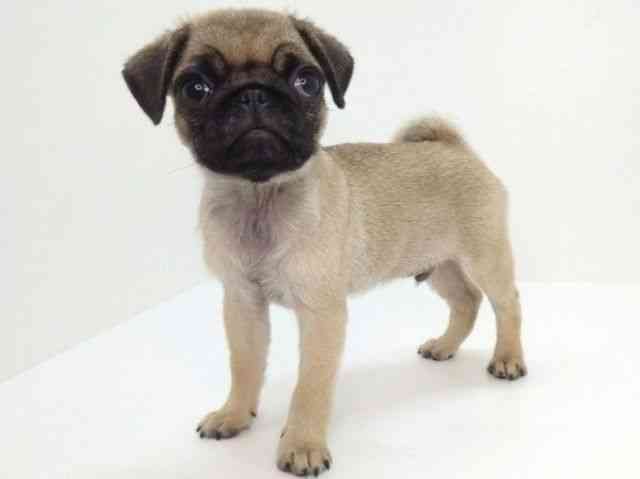 大阪府のパグ (ひごペットフレンドリーいこらもーる泉佐野店/2025年8月9日生まれ/男の子/フォーン)の子犬の2枚目の画像