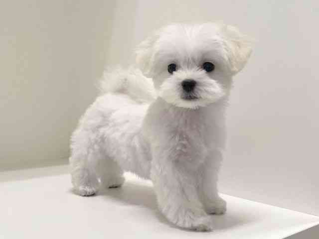 兵庫県のマルチーズ (ひごペットフレンドリーイトーヨーカドー明石店/2025年8月9日生まれ/女の子/ホワイト)の子犬の2枚目の画像