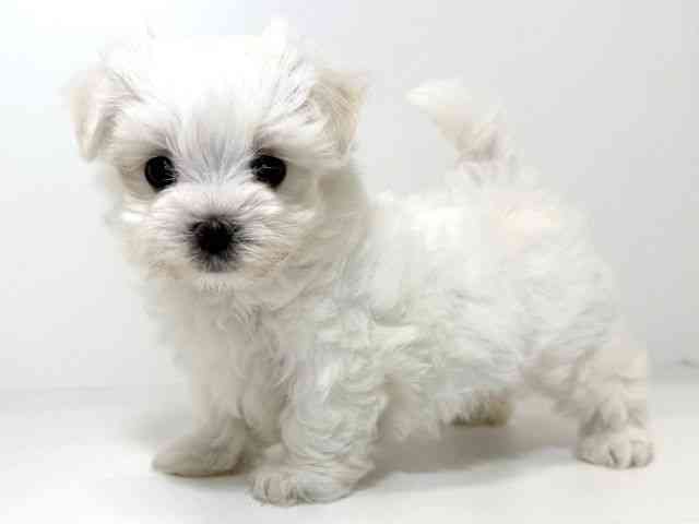 兵庫県のマルチーズ (ひごペットフレンドリーイトーヨーカドー明石店/2025年8月9日生まれ/女の子/ホワイト)の子犬の2枚目の画像