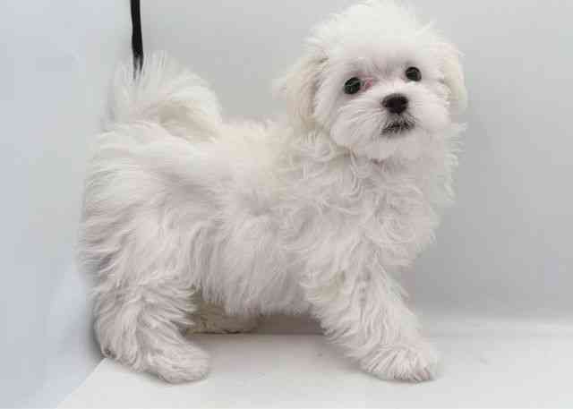 島根県のマルチーズ (ひごペットフレンドリーイオン松江ショッピングセンター店/2025年8月9日生まれ/女の子/ホワイト)の子犬の2枚目の画像