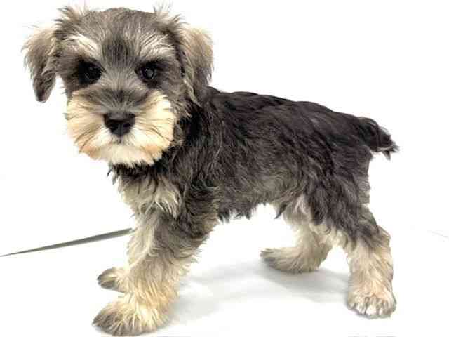 大阪府のミニチュアシュナウザー (ひごペットフレンドリーイオンタウン茨木太田店/2025年8月8日生まれ/男の子/ソルトペッパー)の子犬の2枚目の画像