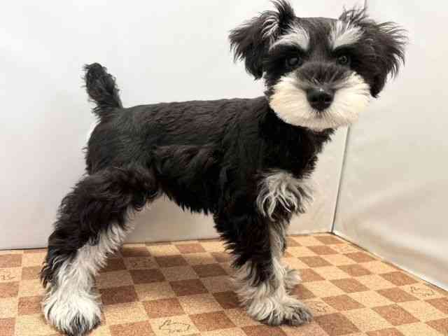 愛媛県のミニチュアシュナウザー (ひごペットフレンドリーエミフルMASAKI店/2025年8月8日生まれ/女の子/ブラックシルバー)の子犬の2枚目の画像