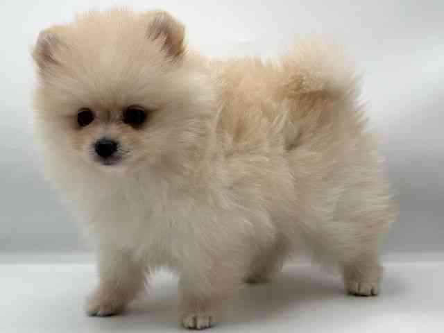 香川県のポメラニアン (ひごペットフレンドリーゆめタウン高松店/2025年8月9日生まれ/男の子/クリーム)の子犬の2枚目の画像