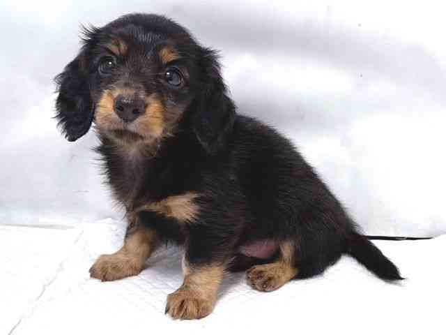 大阪府のミニチュアダックスフンド(ロング) (ひごペットフレンドリー堺プラットプラット店/2025年8月9日生まれ/男の子/ブラックタン)の子犬の2枚目の画像