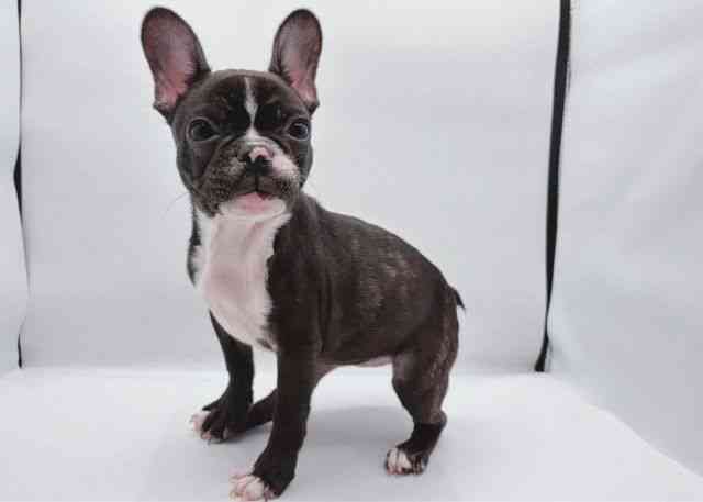 島根県のフレンチブルドッグ (ひごペットフレンドリーイオン松江ショッピングセンター店/2025年8月9日生まれ/女の子/ブリンドルホワイト)の子犬の2枚目の画像