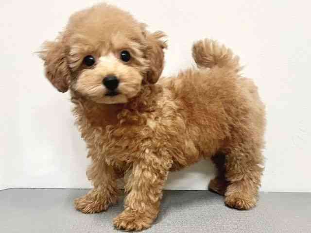 大阪府のトイプードル(トイ) (ひごペットフレンドリーイトーヨーカドー津久野店/2025年8月10日生まれ/男の子/レッド)の子犬の2枚目の画像