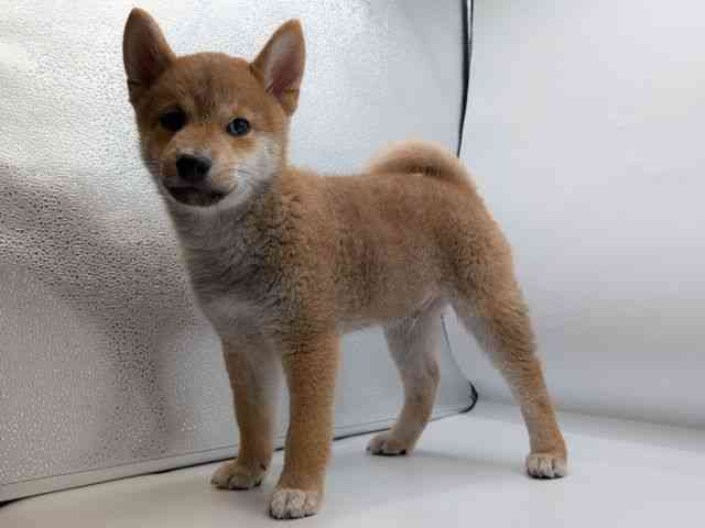 香川県の柴犬(標準サイズ) (ひごペットフレンドリーゆめタウン高松店/2025年8月9日生まれ/男の子/赤)の子犬の2枚目の画像