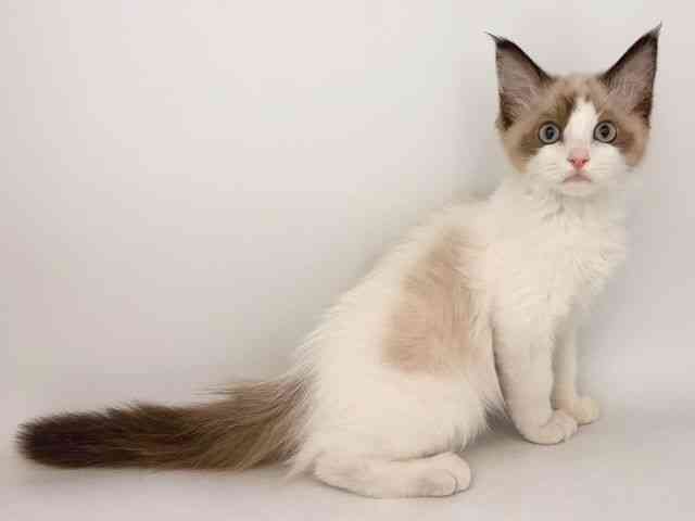 奈良県のラグドール (ひごペットフレンドリー田原本店/2025年8月5日生まれ/女の子/シールポイントバイカラー)の子猫の2枚目の画像