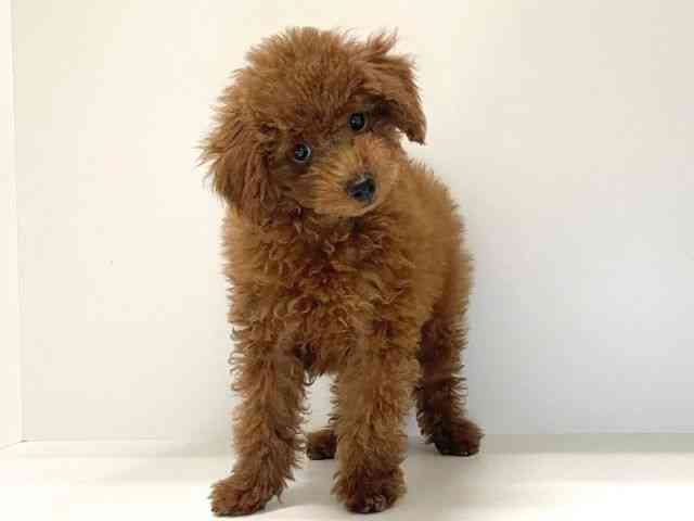 兵庫県のトイプードル(トイ) (ひごペットフレンドリーイトーヨーカドー明石店/2025年8月10日生まれ/女の子/レッド)の子犬の2枚目の画像