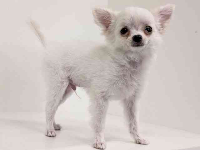 福岡県のチワワ(ロング) (ひごペットフレンドリーリバーウォーク北九州店/2025年8月8日生まれ/男の子/ホワイトクリーム)の子犬の2枚目の画像