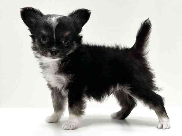 愛知県のチワワ(ロング) (ひごペットフレンドリーららぽーと名古屋みなとアクルス店/2025年8月8日生まれ/男の子/ブラックタンホワイト)の子犬の2枚目の画像