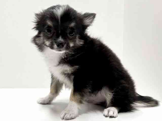 愛知県のチワワ(ロング) (ひごペットフレンドリーららぽーと名古屋みなとアクルス店/2025年8月8日生まれ/男の子/ブラックタンホワイト)の子犬の2枚目の画像