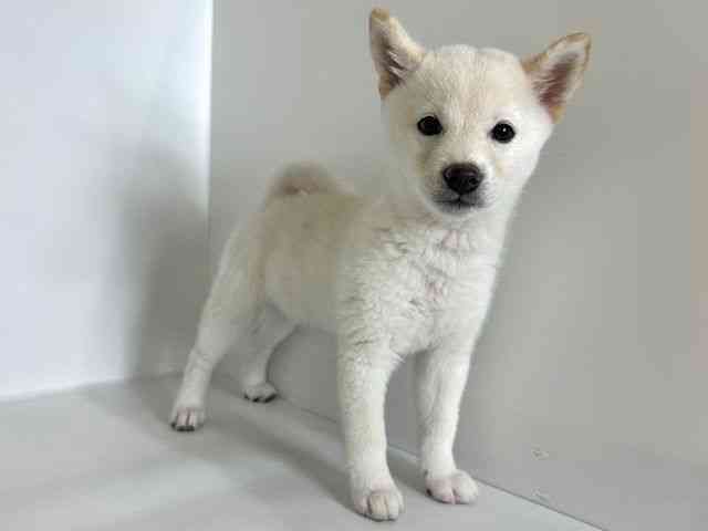 大阪府の柴犬(標準サイズ) (ひごペットフレンドリーアクロスプラザ住之江店/2025年8月4日生まれ/女の子/白)の子犬の2枚目の画像